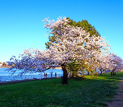 DC Cherry Blossoms 2015