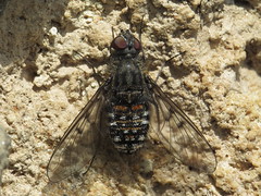 Bee Flies - Bombyliidae