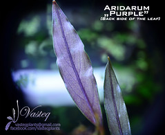 Aridarum "Purple"
