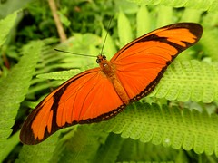 Flambeau - Julia butterfly