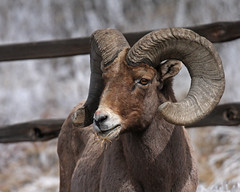 14 03 02 Bighorn Sheep