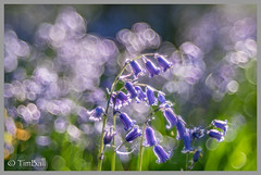 Bluebells and Bluebell Woods