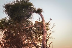 Leopard Kruger NP