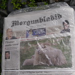 Sheep are front page news.