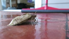 Fruit Piercing Moth (Eudocima sp. - discrepans?) 