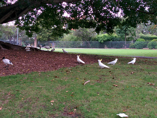 cockatoos and ibis