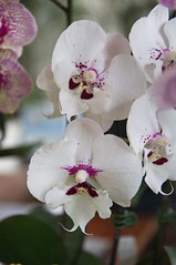 Orchidee Celandroni