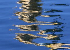 Monterey, CA water reflections 