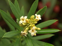 Thymelaeaceae