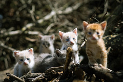 Kittens-4