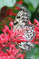 Niagara Falls Butterfly Conservancy.