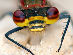 Odonata - Dragonflies