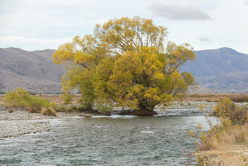 river tree