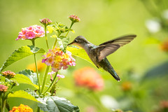 hummingbirds 2015