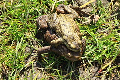 Toads and Frogs.