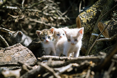 Kittens-6