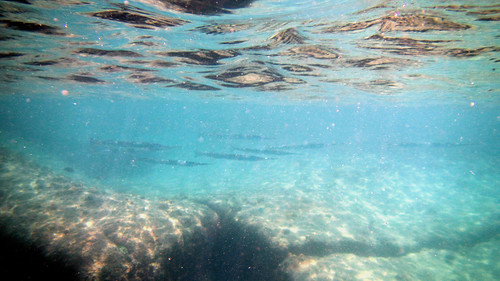 Koh Samui Snorkel -Coral cove