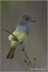 Flycatcher (Great crested)