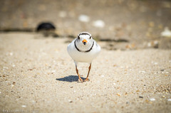 Birds of Sandy Hook - Endangered Piping Plover