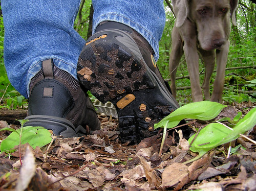 Mud and seeds on shoes