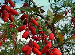 barberry herb