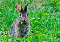 Cottontail bunny