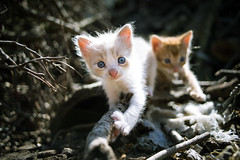 Kittens-3