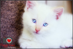 Blue Eye Kitten