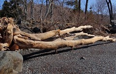 Bois flotté - Driftwood
