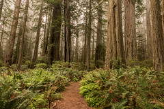 Redwoods 2015