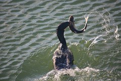 Corvos Marinhos em Acção (Cormorant in action)