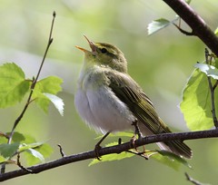 Wood Warbler 7th May 2015 Wyre Forest