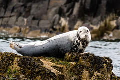 Farne Islands - Seals