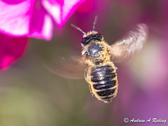 other bees