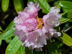 Yakushima Rhododendron