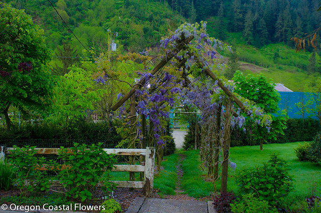 wisteria archway