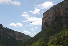 Vulture in the Gorges de LA Jonte