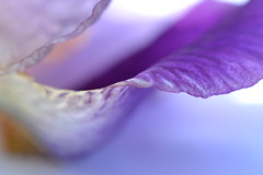 Inépuisable  iris