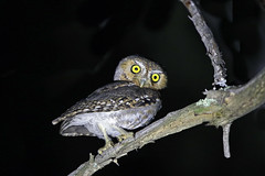 Nighthawks-Nightjars-Owls