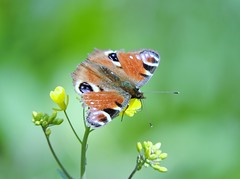 Butterflies, moths & caterpillars