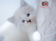 Snow white Kitten