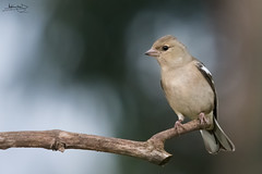 Tentilhão-comum / Common chaffinch (Fringilla coelebs)