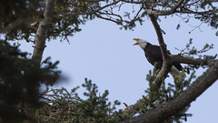 2017-04-09 American Camp Eagle Pair
