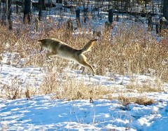 Coyotes - "Canis latrans"