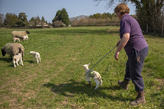 A day in the life of a shepherdess during lambing season