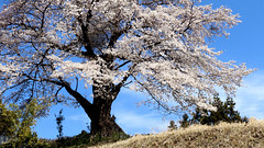 2019 Spring in Japan : 春が来た