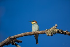 Abelharucos (Bee-eater)