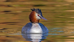 Great crested Grebe.
