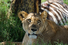 Big Cats, Kenya November 2011