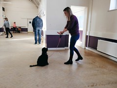 2019-02 Puppy Training Bella